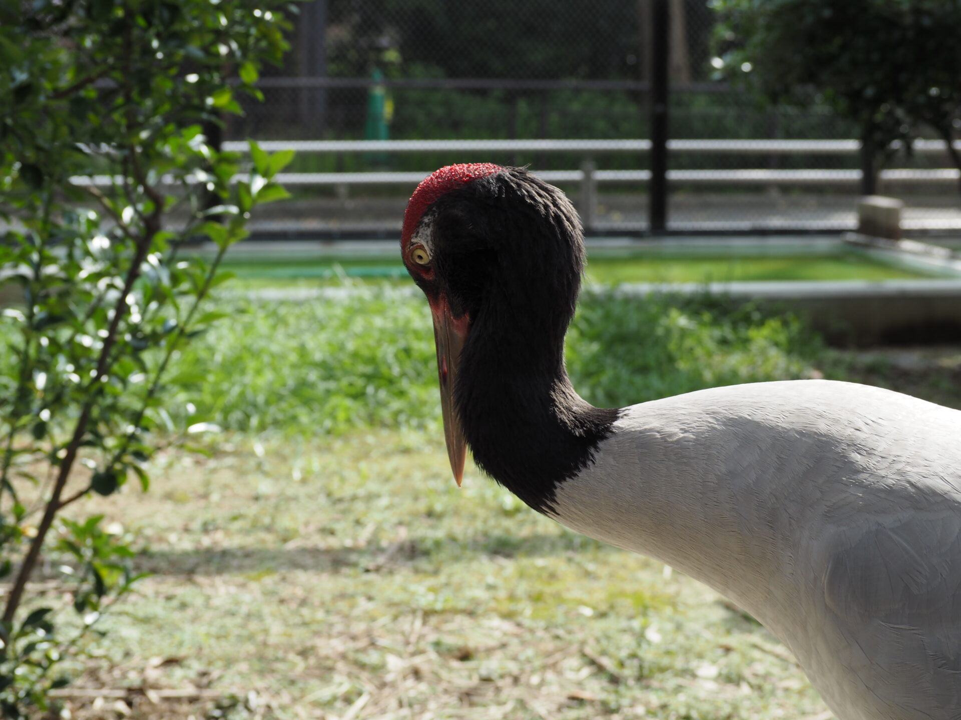 天王寺動物園のツルたち２ 地方独立行政法人 天王寺動物園
