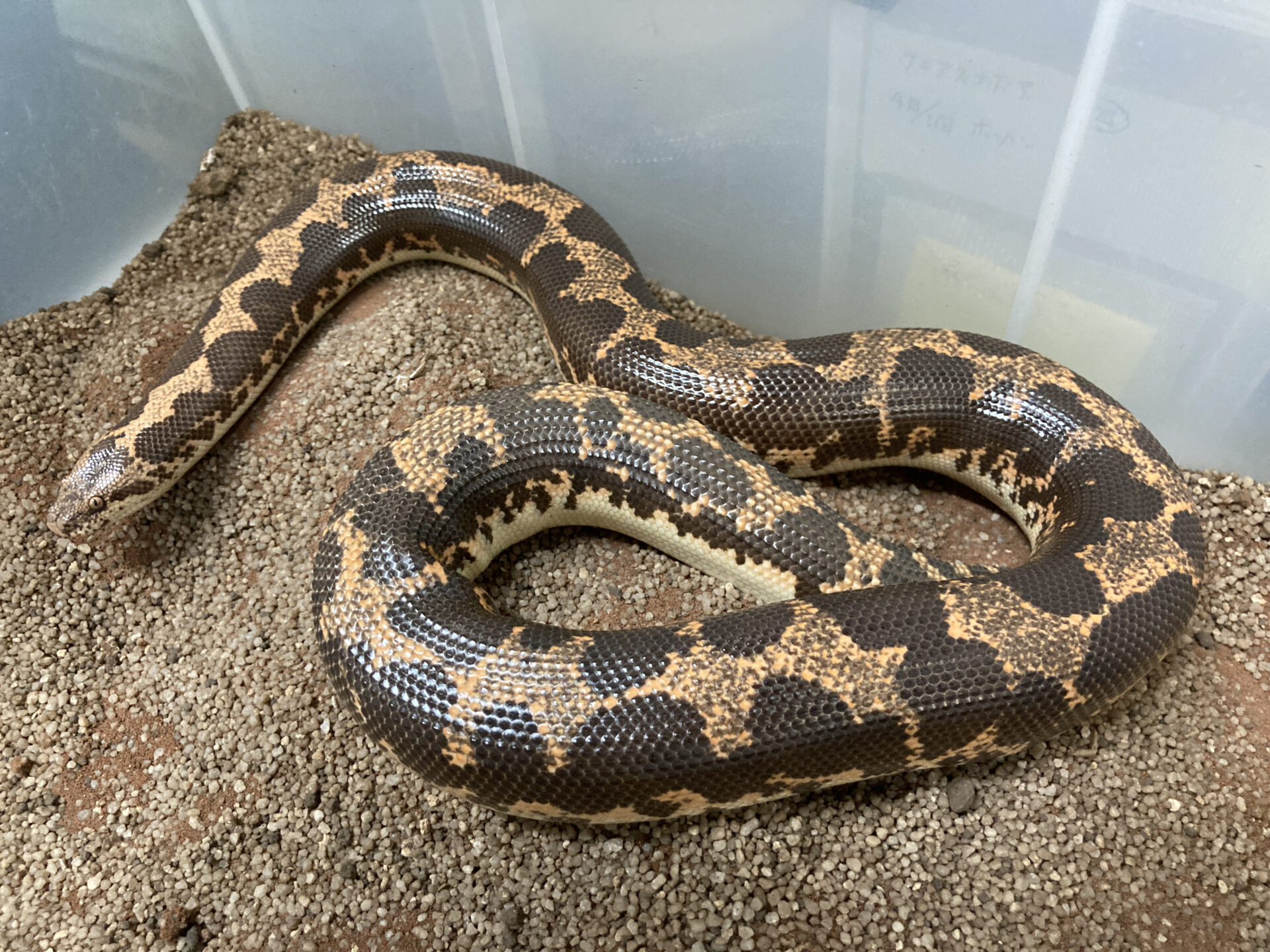 世界 の日 地方独立行政法人 天王寺動物園