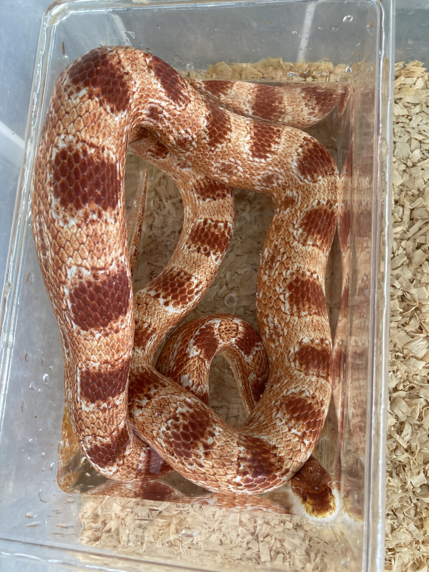 世界 の日 地方独立行政法人 天王寺動物園