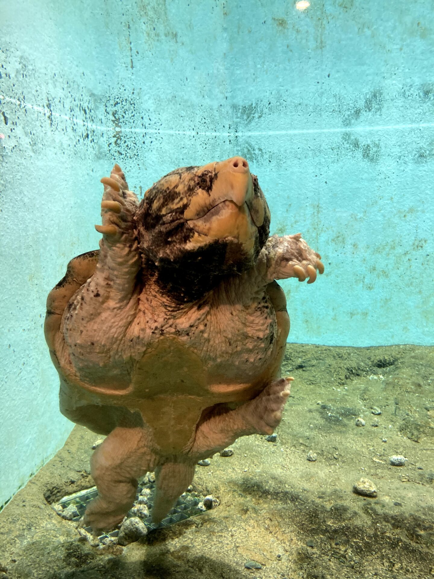 ワニガメ ジョー の食事 地方独立行政法人 天王寺動物園 ワニガメ ジョー の食事 地方独立行政法人 天王寺動物園