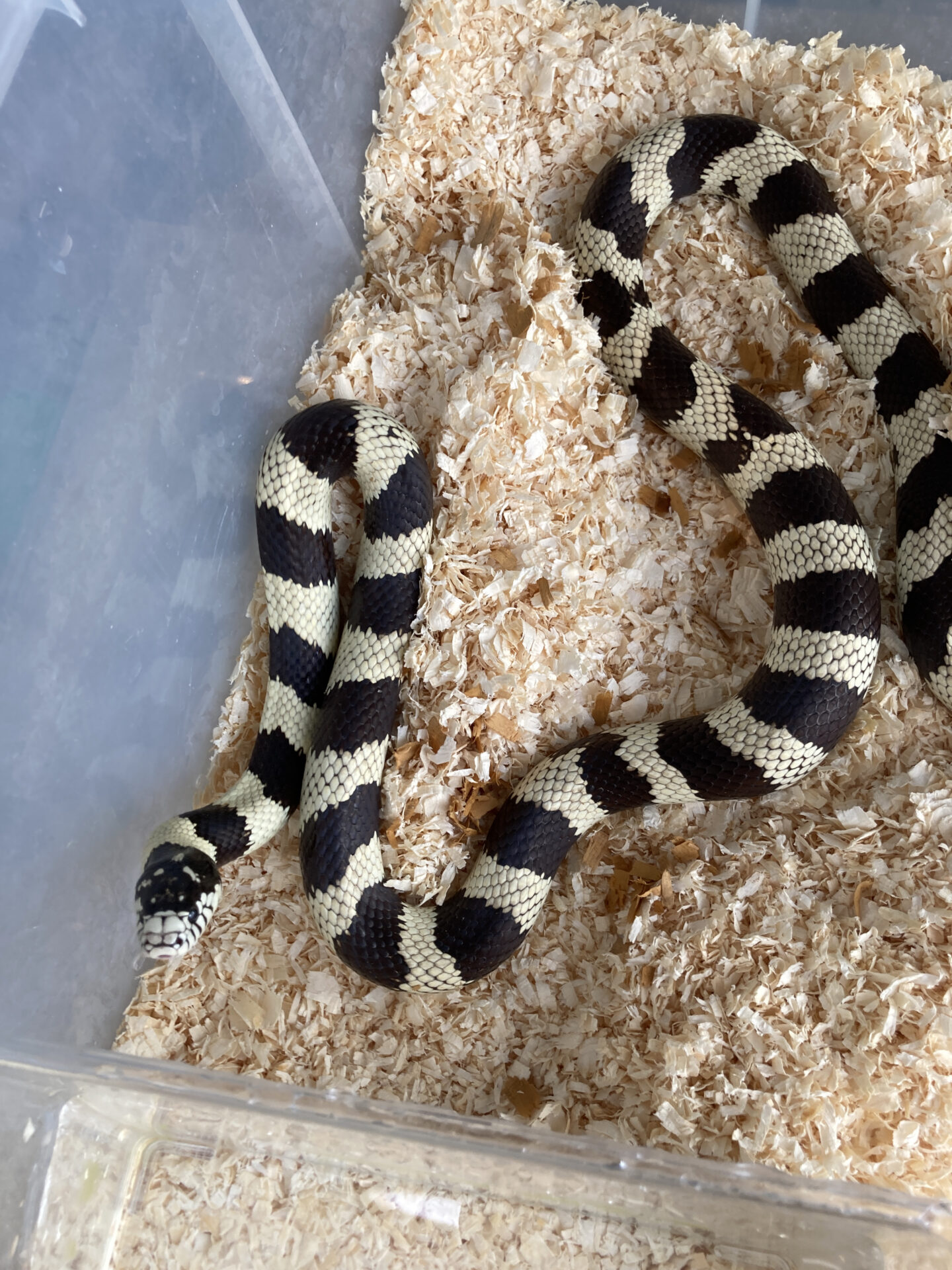 世界 の日 地方独立行政法人 天王寺動物園