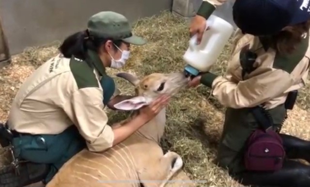 獣医師 小川　エランドにじゅ