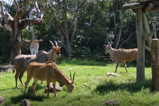 とある日のサバンナゾーンの仲間たち 地方独立行政法人 天王寺動物園