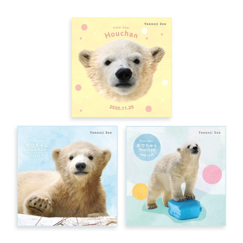 てんのうじどうぶつえん ホッキョクグマのホウちゃん １さい おめでとう 記念フォトブック発売に伴い 予約販売を受付いたします 地方独立行政法人 天王寺動物園