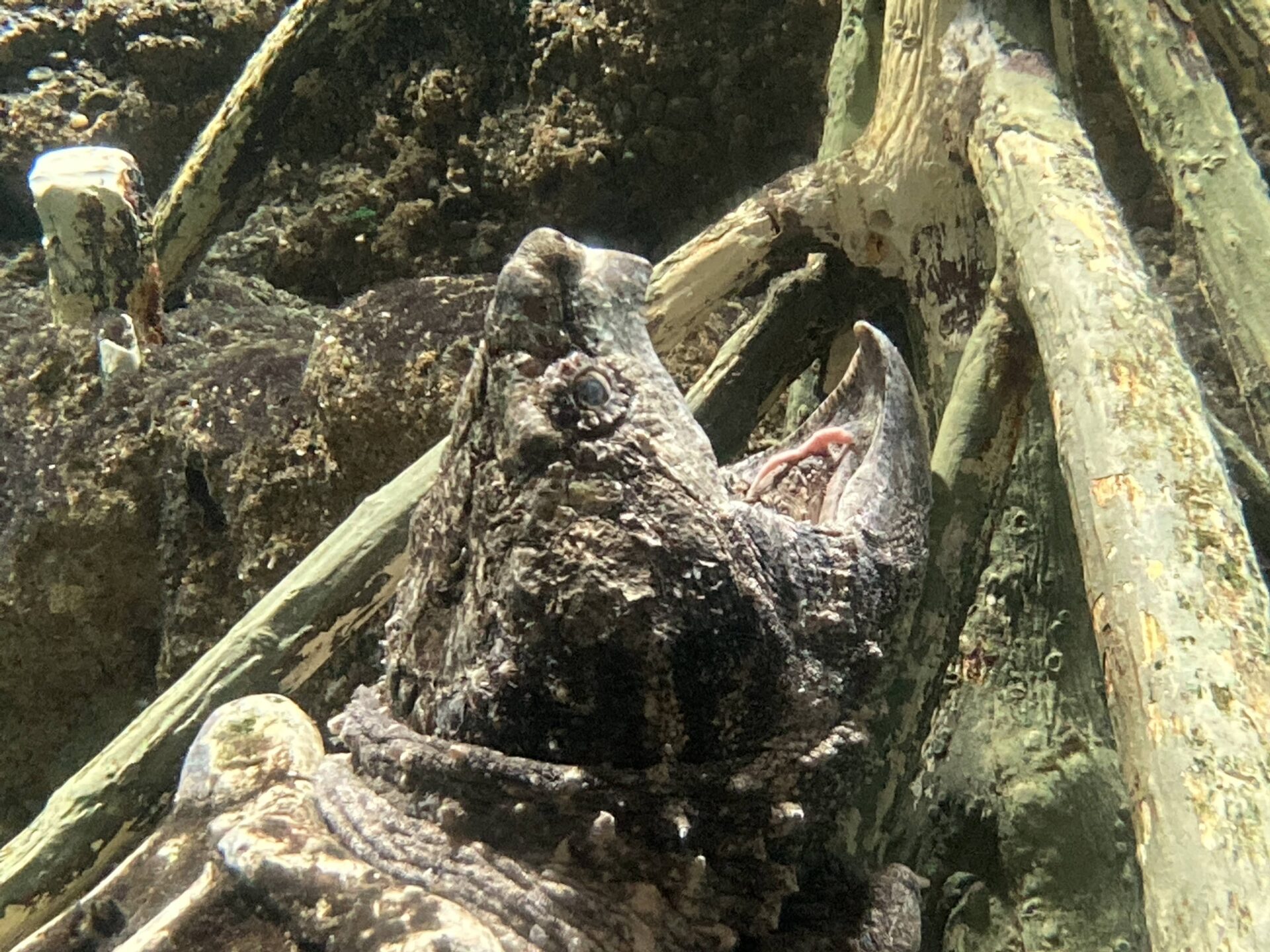 ワニガメの釣り 地方独立行政法人 天王寺動物園 ワニガメの釣り 地方独立行政法人 天王寺動物園