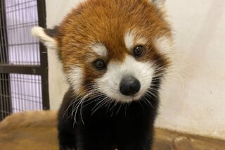 地方独立行政法人 天王寺動物園 目指すものは ひとにも動物にも優しい 動物園