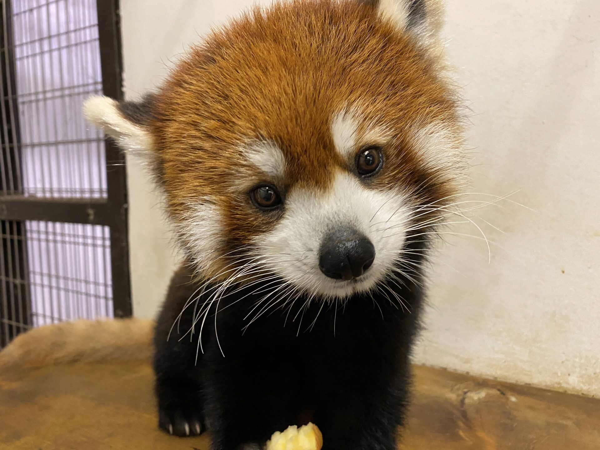 国際レッサーパンダデーライブ配信を行います 地方独立行政法人 天王寺動物園