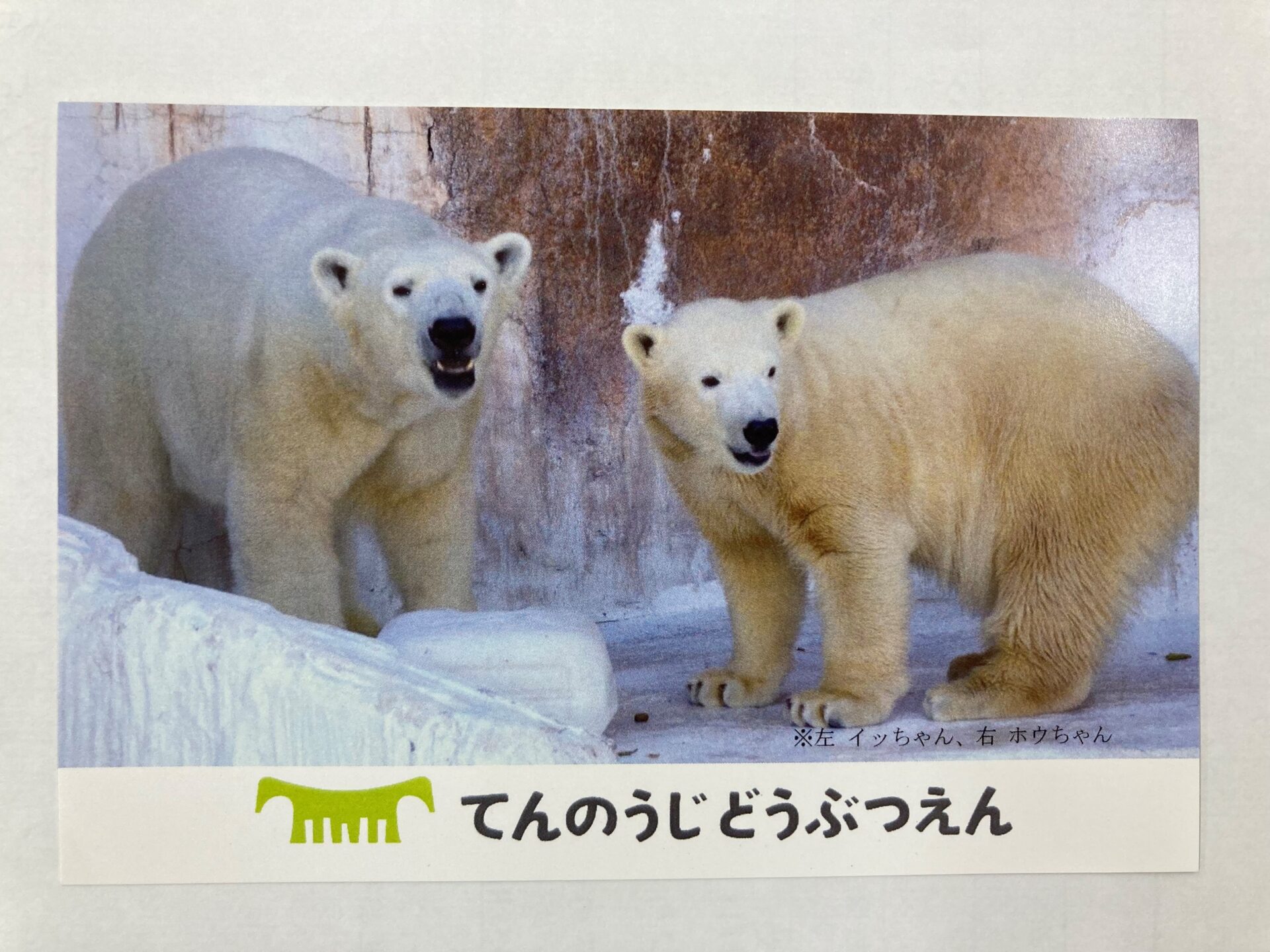 ホウちゃんお誕生日おめでとう記念缶バッジが期間限定で登場します 地方独立行政法人 天王寺動物園
