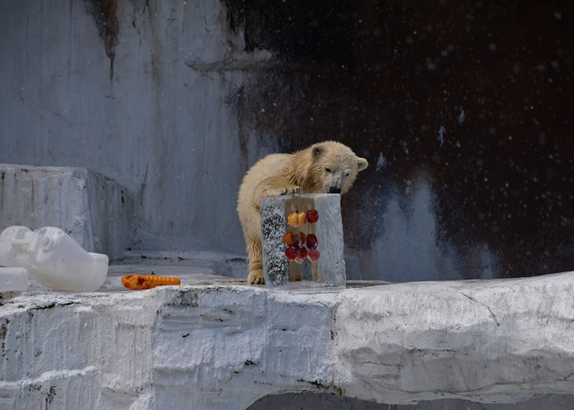 ホッキョクグマ氷柱プレゼント