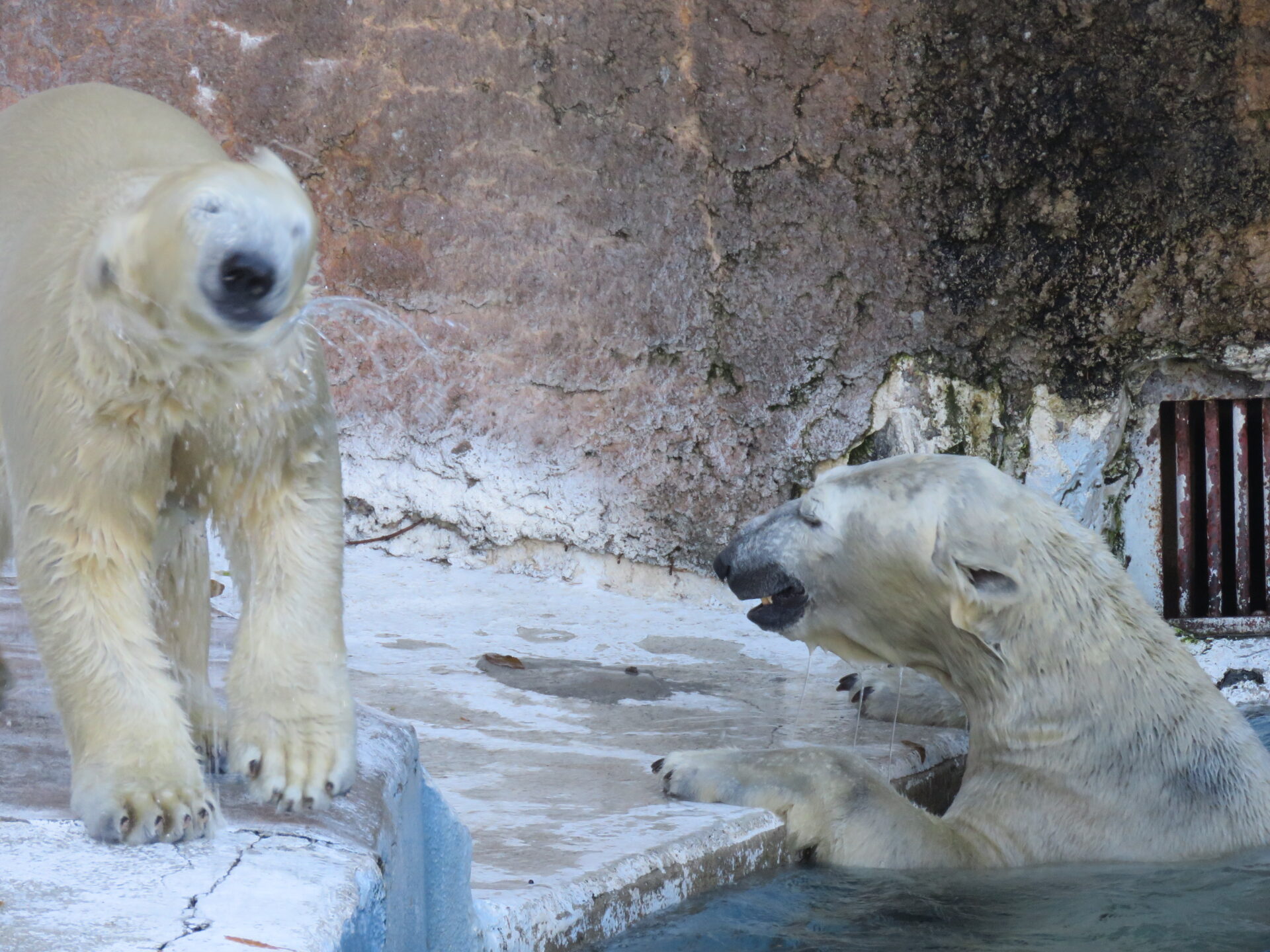 最近のホッキョクグマ親子 | 地方独立行政法人天王寺動物園