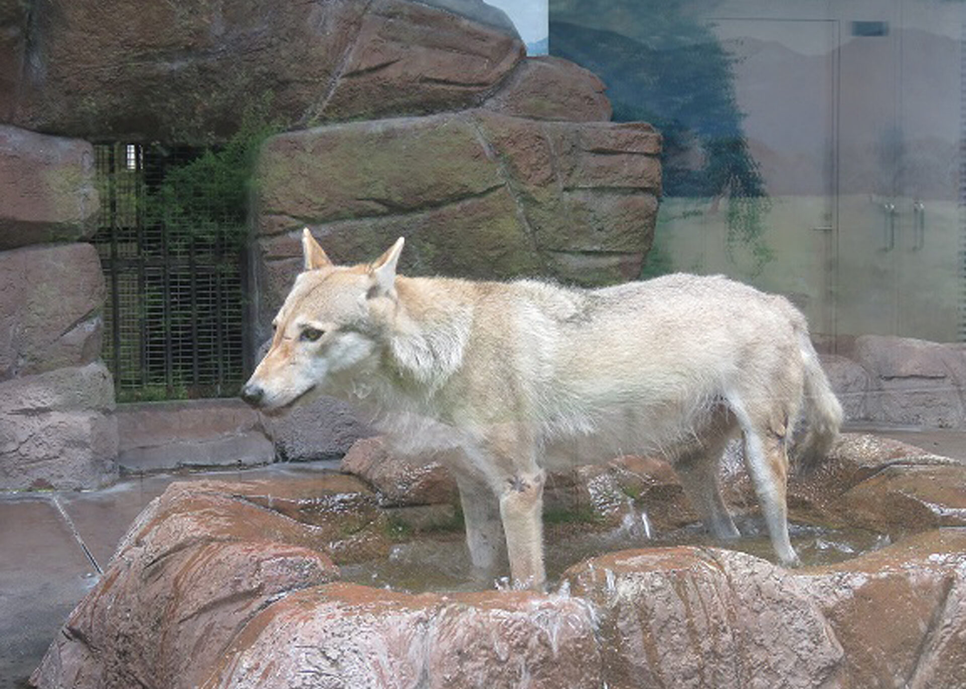 チュウゴクオオカミに対 するQOL拡大のための取り組み