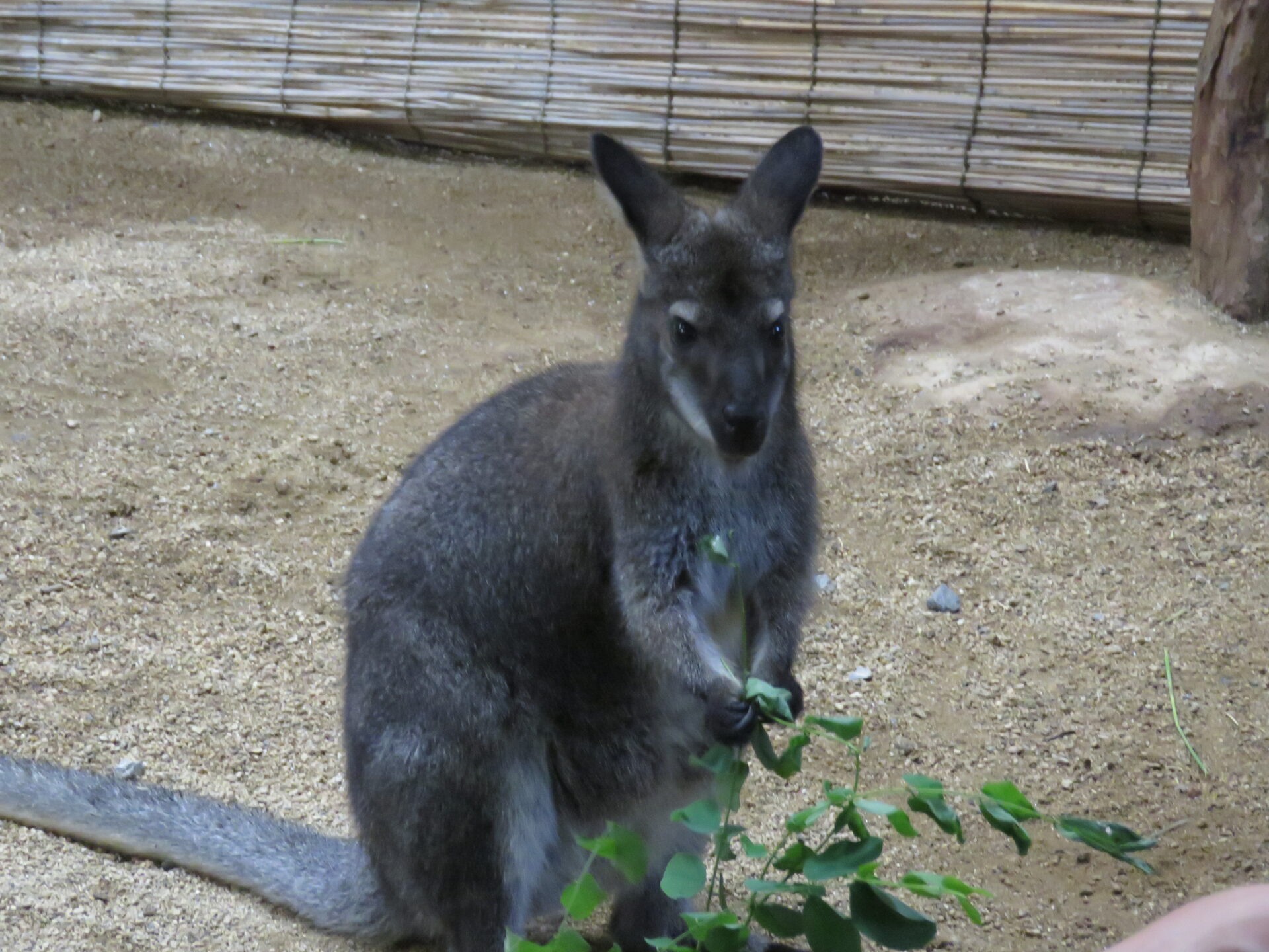 アカクビワラビーのチョコについて 地方独立行政法人 天王寺動物園