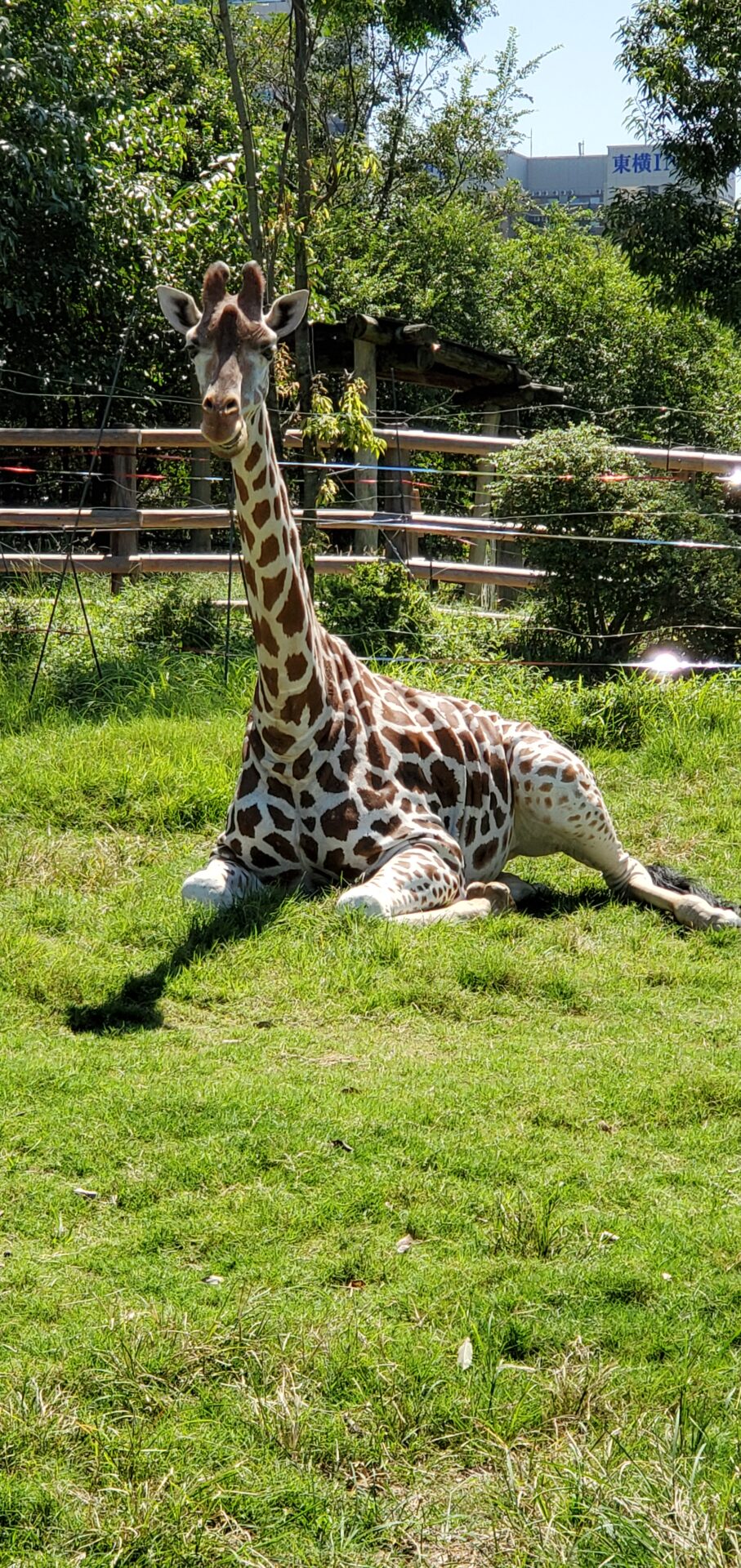 １月生まれさん 地方独立行政法人 天王寺動物園