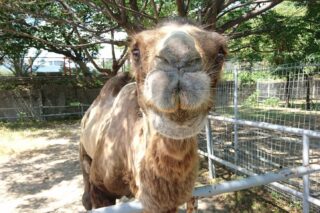 フタコブラクダ 地方独立行政法人 天王寺動物園