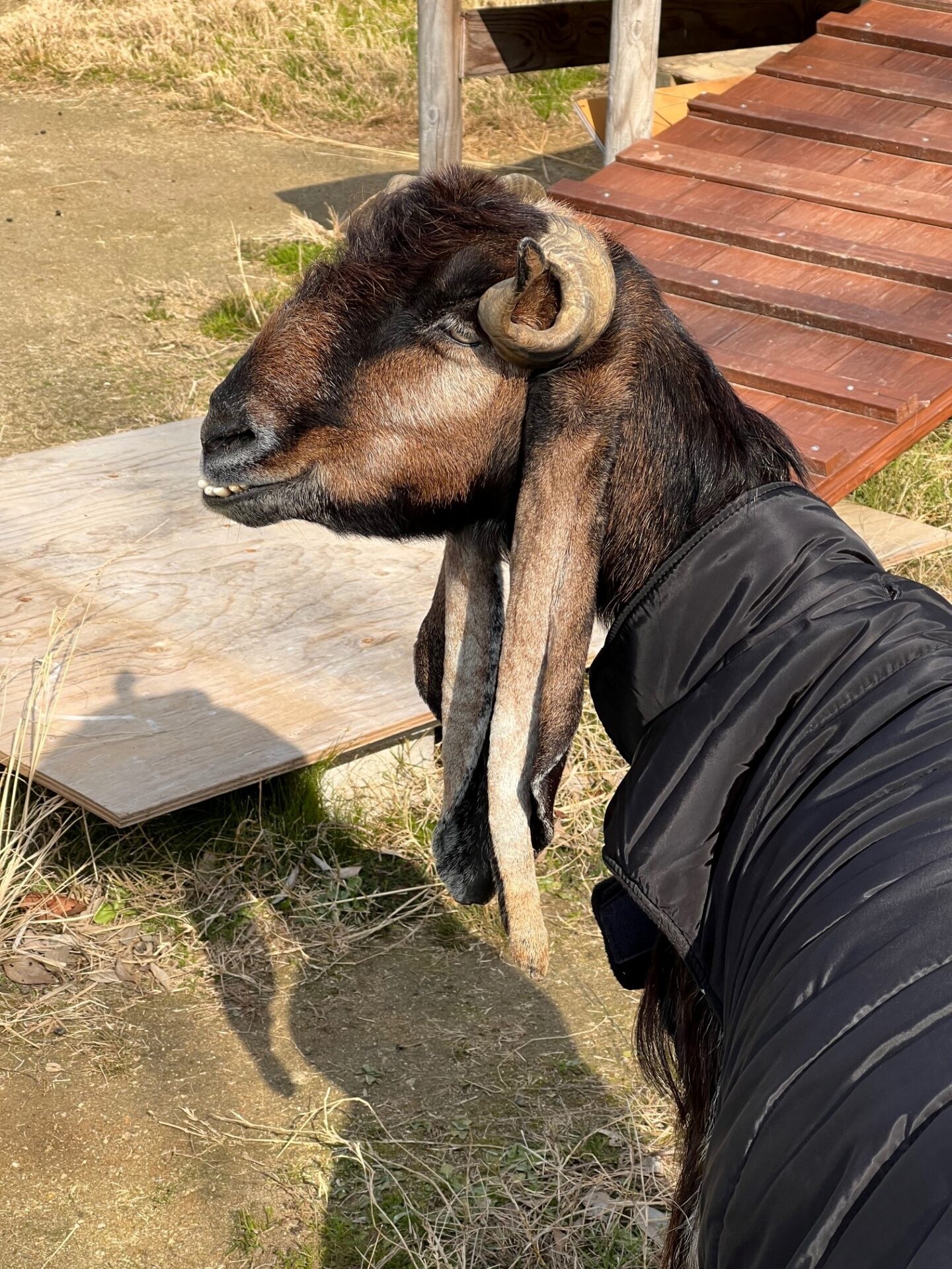 ２月生まれさん 地方独立行政法人 天王寺動物園