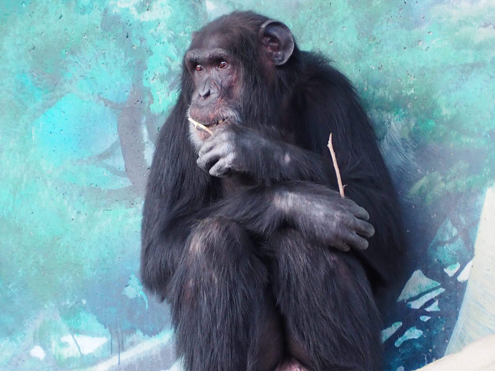 ２月生まれさん 地方独立行政法人 天王寺動物園
