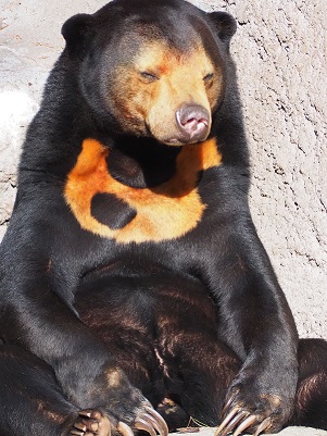地方独立行政法人 天王寺動物園 目指すものは ひとにも動物にもやさしい 動物園 地方独立行政法人 天王寺動物園 目指すものは ひとにも動物にもやさしい 動物園