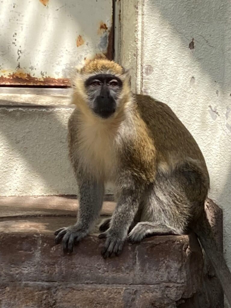 名前が決まりました 地方独立行政法人 天王寺動物園