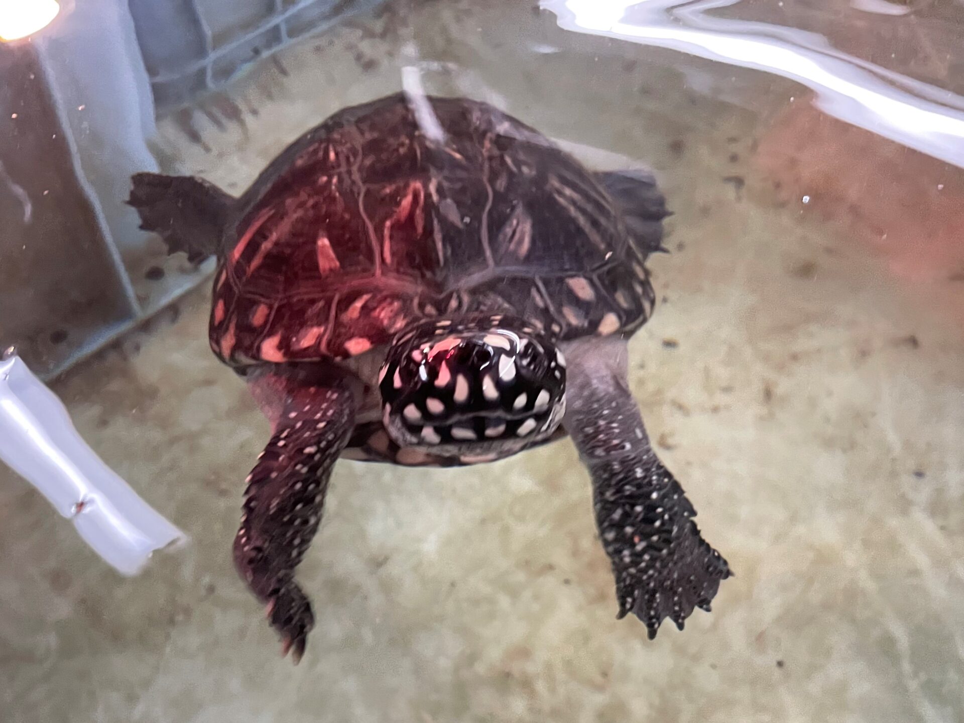 今日は世界カメの日 地方独立行政法人 天王寺動物園