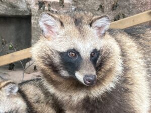 タヌキのお話 地方独立行政法人 天王寺動物園 タヌキのお話 地方独立行政法人 天王寺動物園