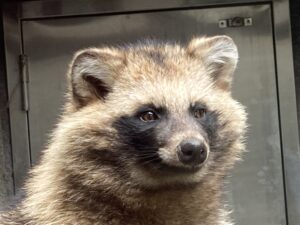 タヌキのお話 地方独立行政法人 天王寺動物園 タヌキのお話 地方独立行政法人 天王寺動物園