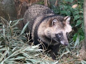 タヌキのお話 地方独立行政法人 天王寺動物園 タヌキのお話 地方独立行政法人 天王寺動物園