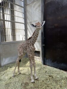 キリンの赤ちゃんについて | 地方独立行政法人天王寺動物園