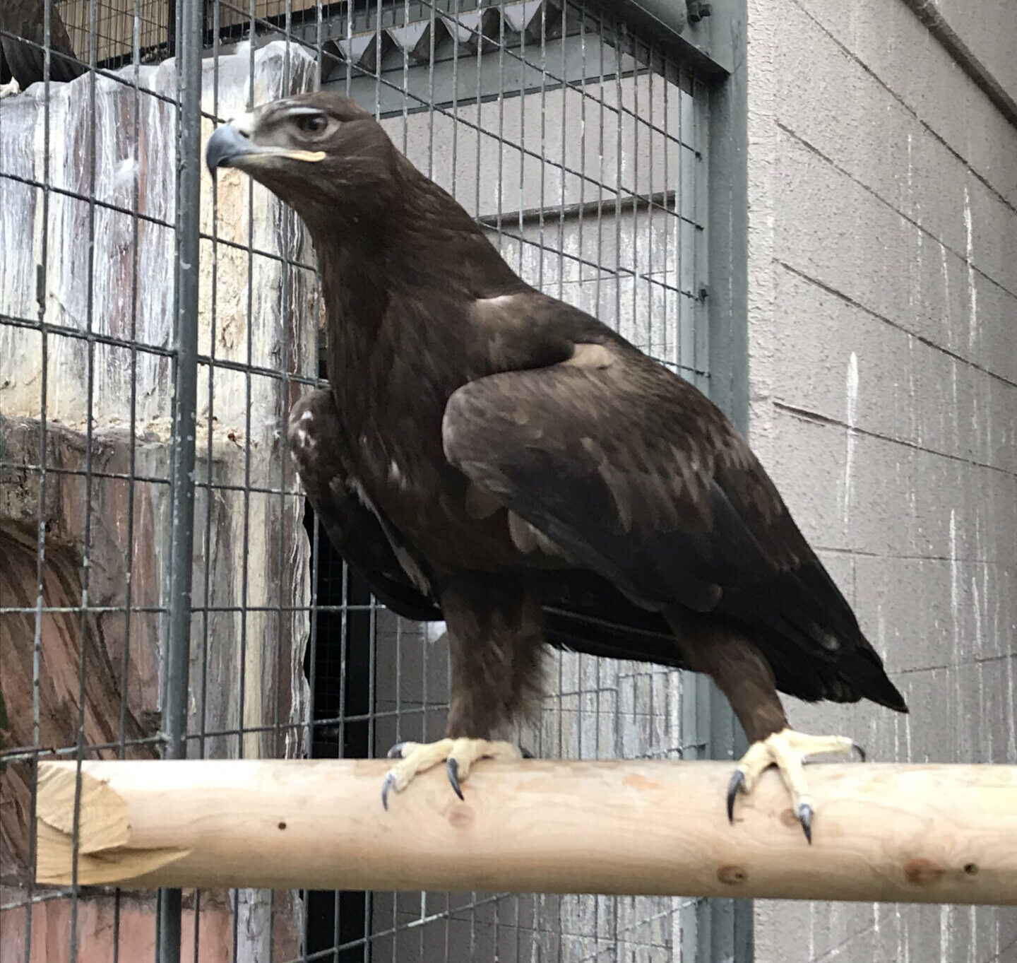 猛禽舎の暑さ軽減作戦 地方独立行政法人 天王寺動物園