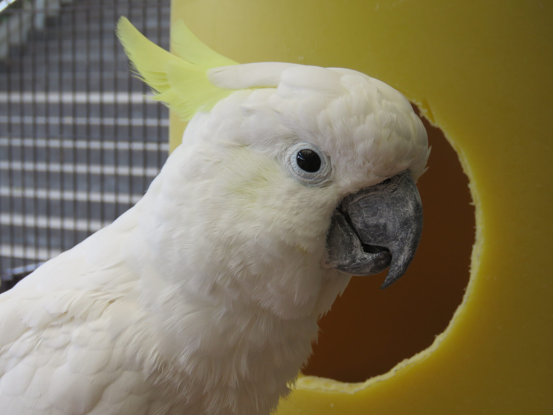 キバタン | 地方独立行政法人天王寺動物園