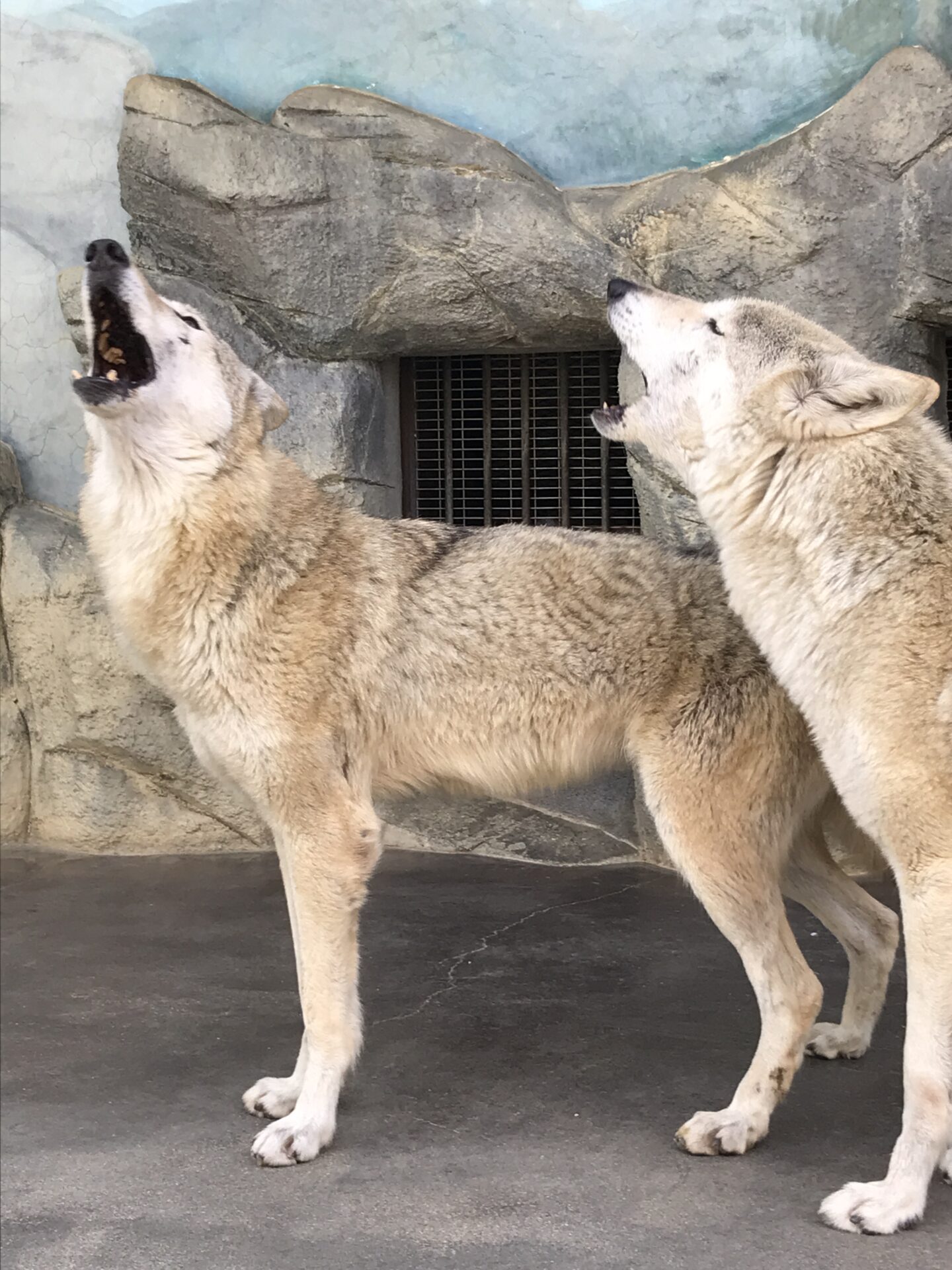 遠吠えってこんな感じ 地方独立行政法人 天王寺動物園