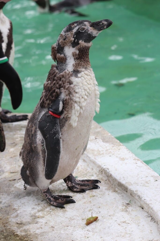 大人の階段のぼる 地方独立行政法人 天王寺動物園
