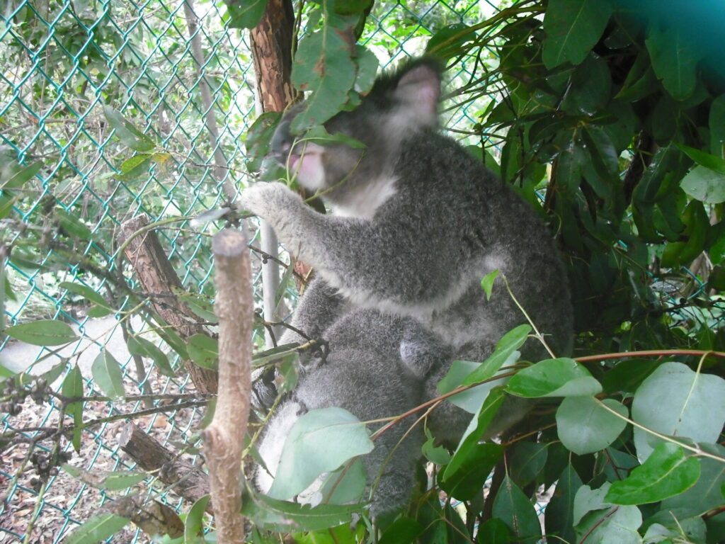 いろんなおっぱい 地方独立行政法人 天王寺動物園