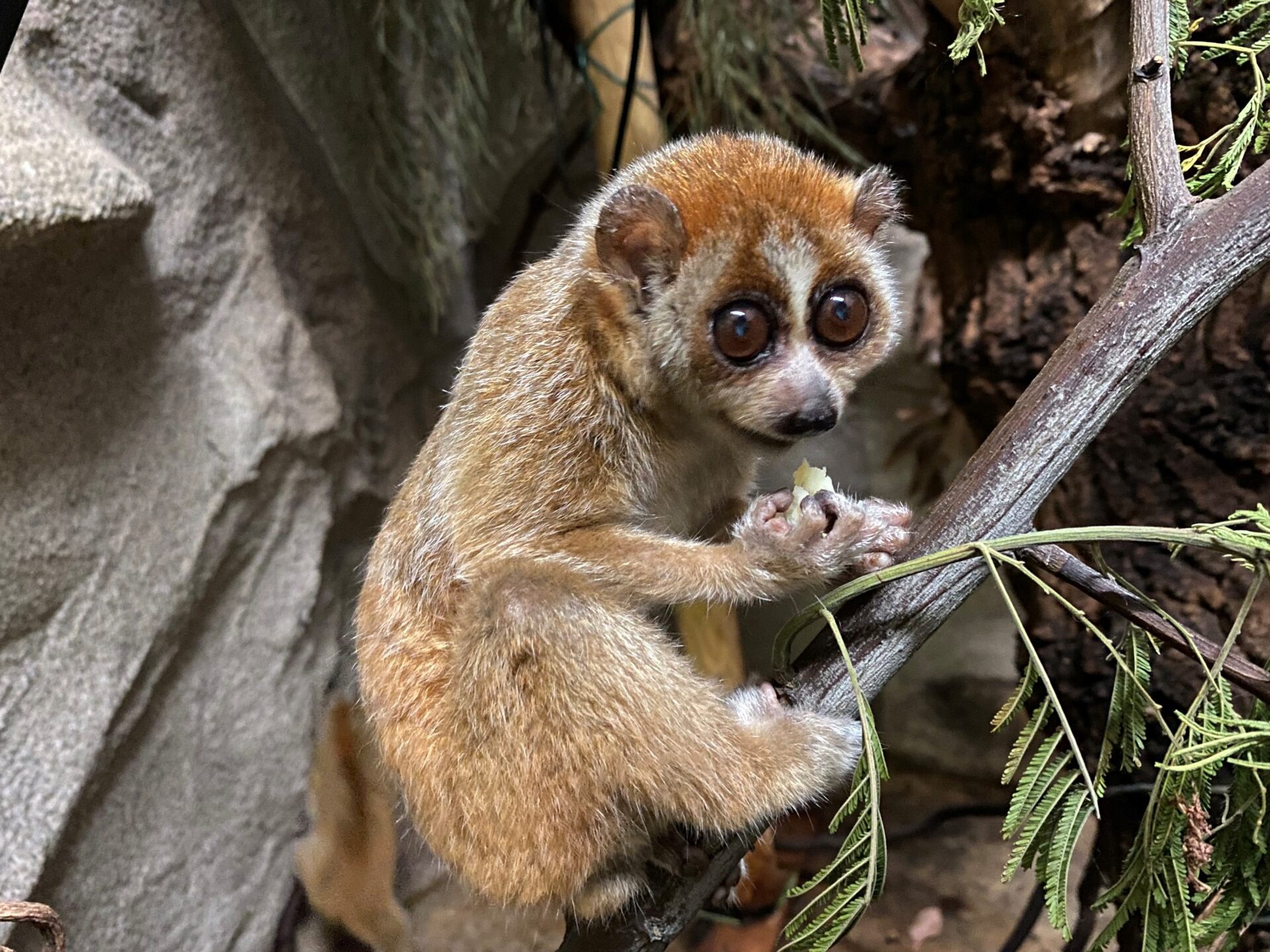 夜行性動物のウラのカオ 地方独立行政法人 天王寺動物園