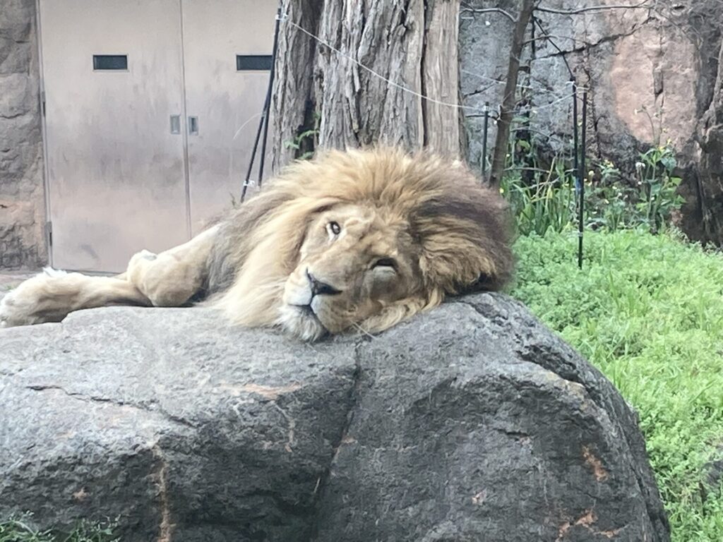 世界ライオンの日と前日のお話し 地方独立行政法人 天王寺動物園