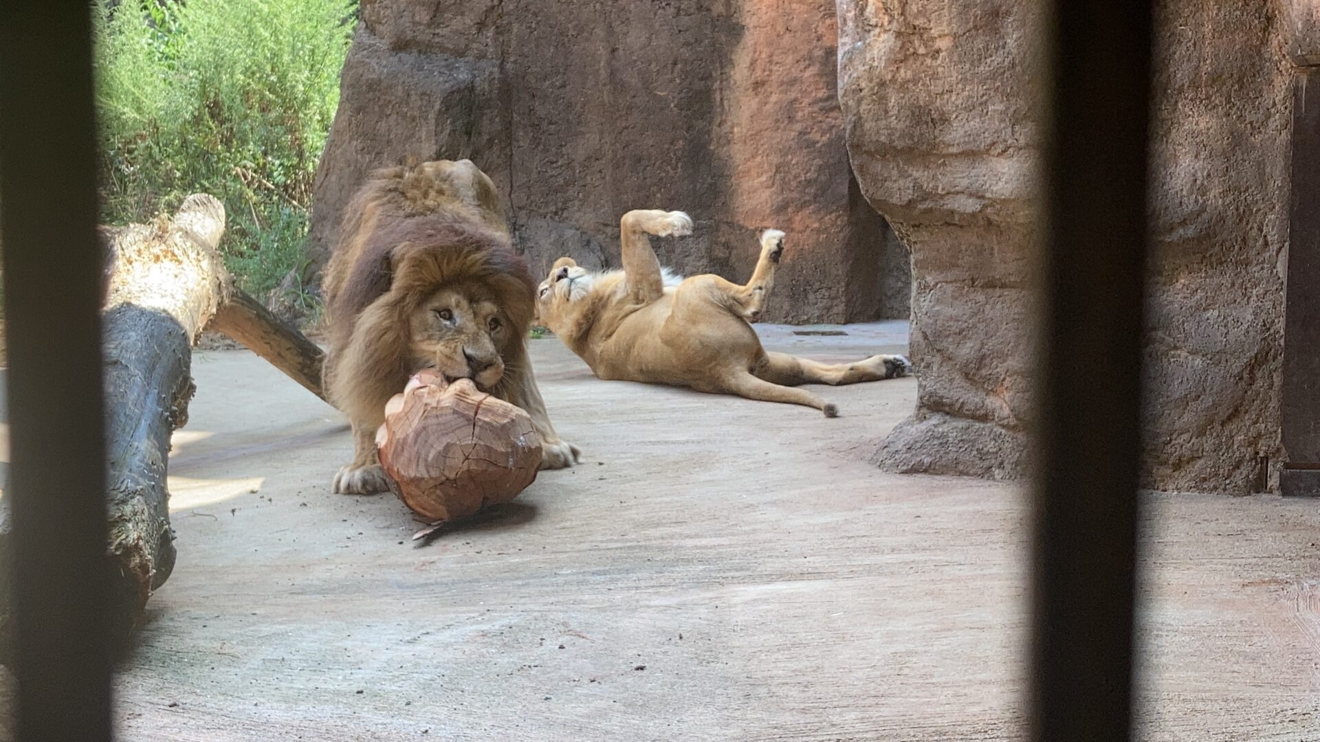 世界ライオンの日と前日のお話し 地方独立行政法人天王寺動物園