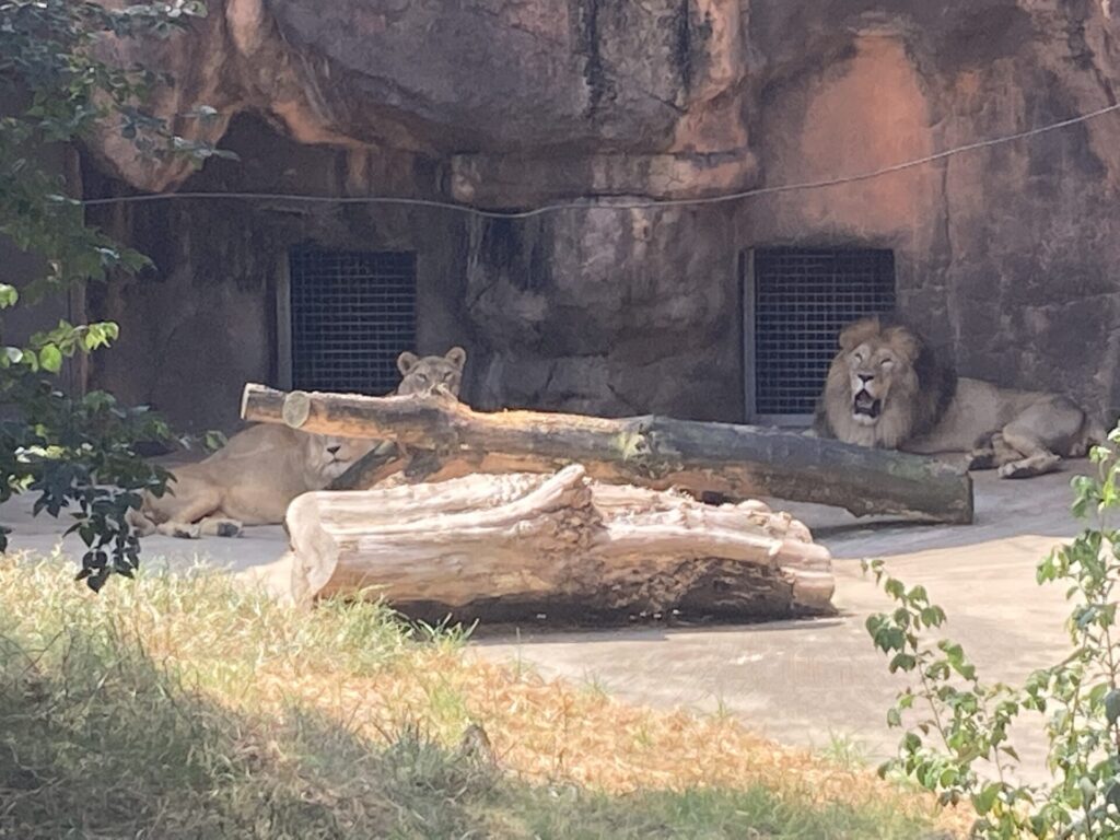 世界ライオンの日と前日のお話し 地方独立行政法人 天王寺動物園
