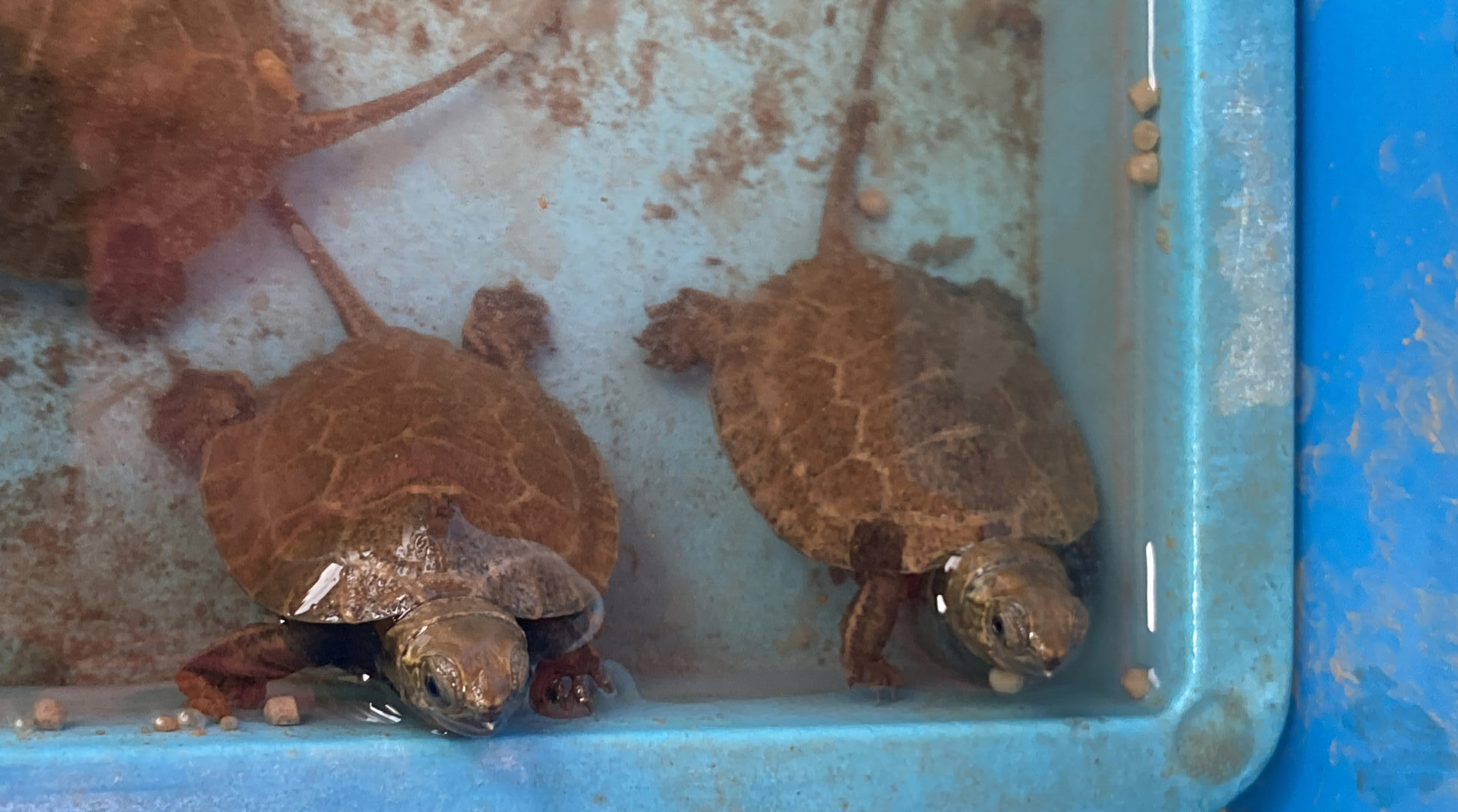ニホンイシガメ観察日記 【最終回】 | 地方独立行政法人天王寺動物園