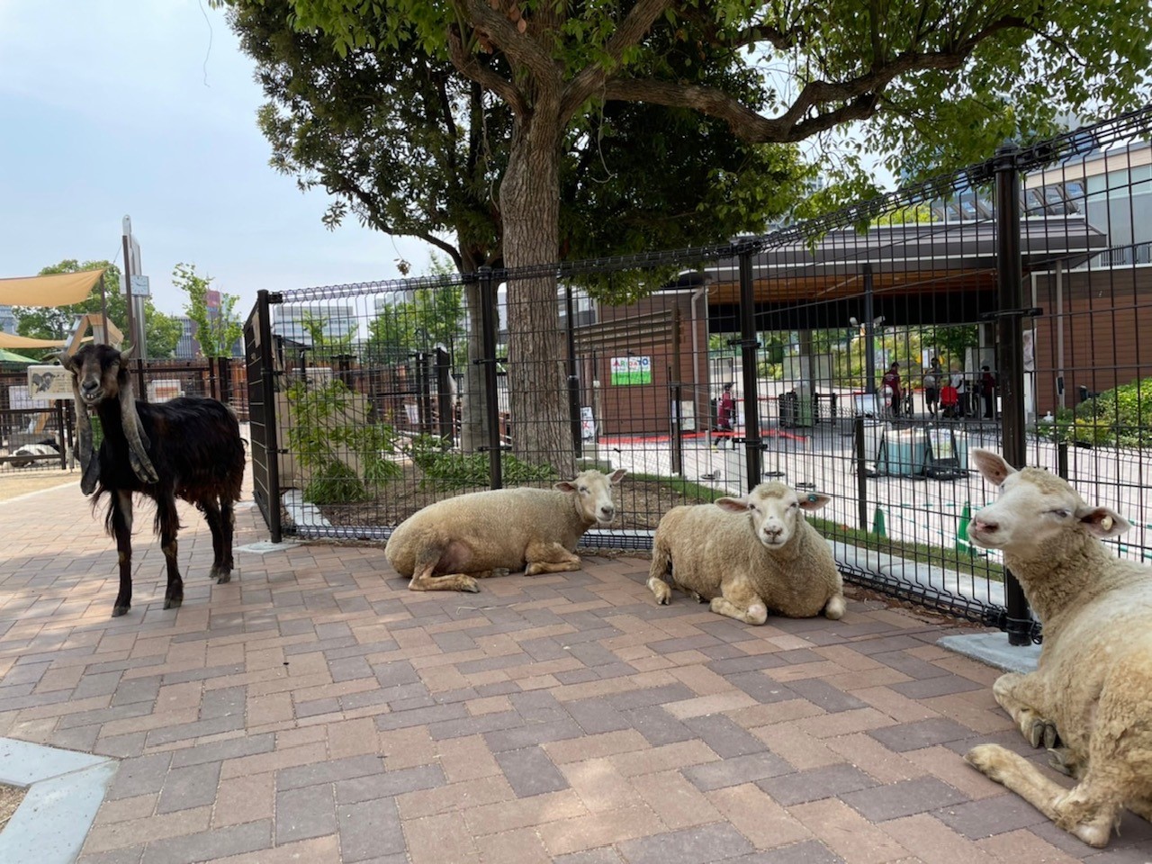 ミミナガヤギ「メイ」の近況 | 地方独立行政法人天王寺動物園