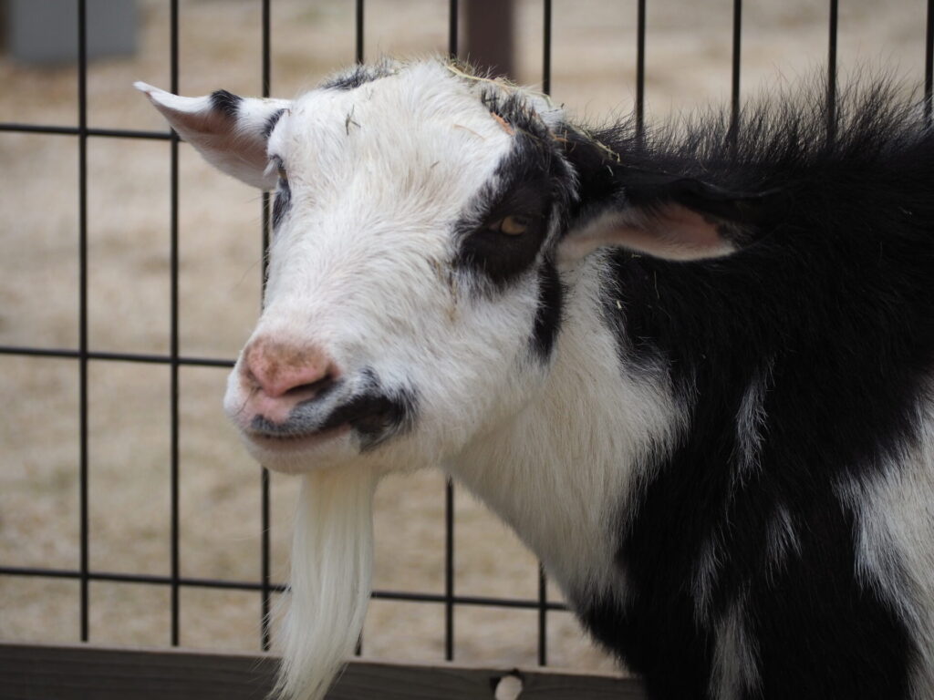 ９月生まれさん集合 地方独立行政法人 天王寺動物園