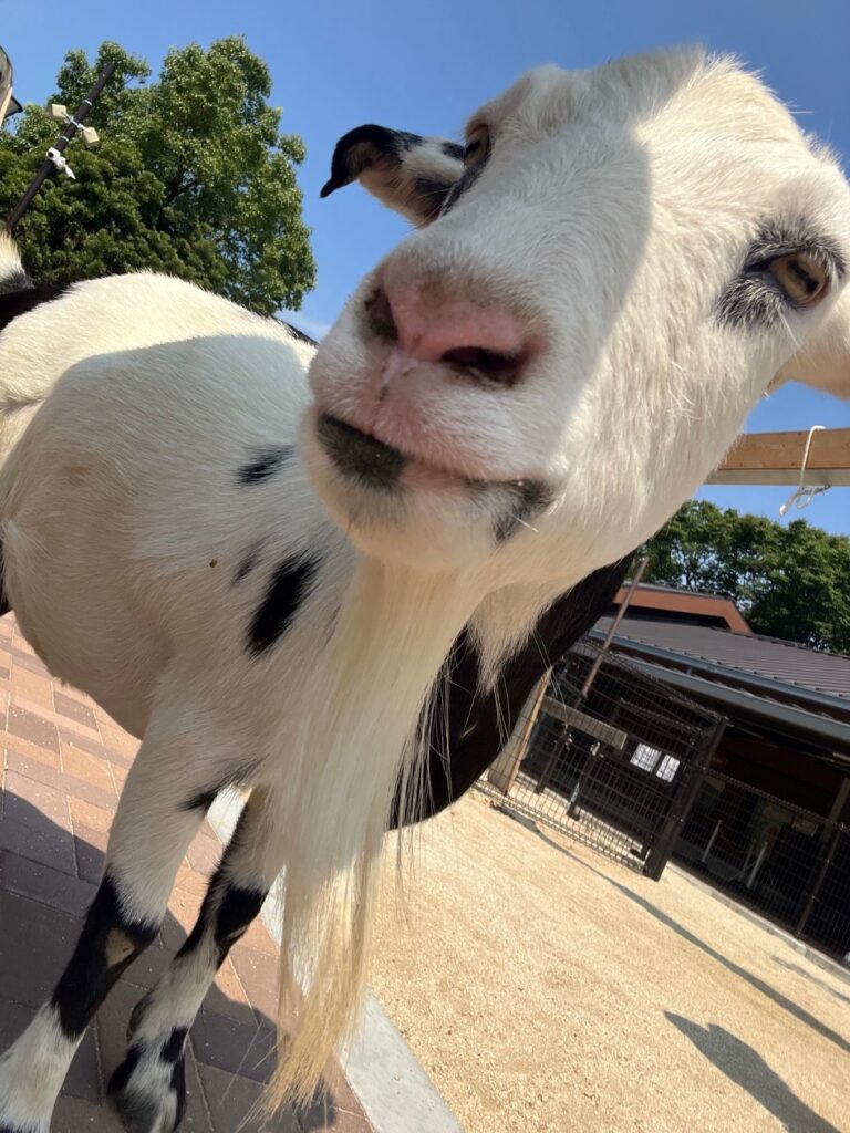 ９月生まれさん集合 地方独立行政法人 天王寺動物園