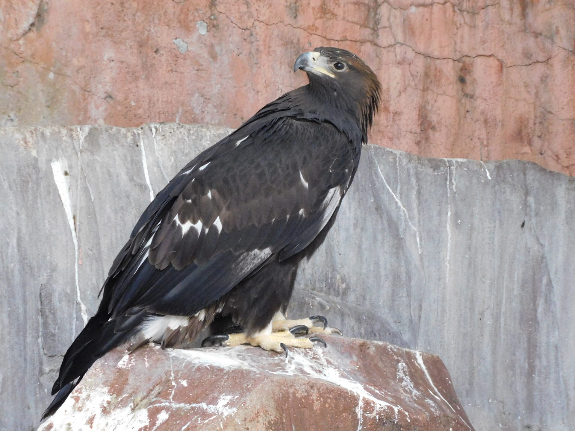 ニホンイヌワシ 松姫 が出園します 地方独立行政法人 天王寺動物園