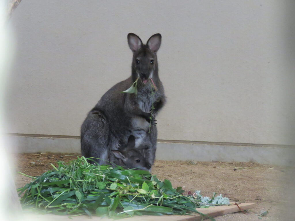 アカクビワラビーが出園します 地方独立行政法人 天王寺動物園