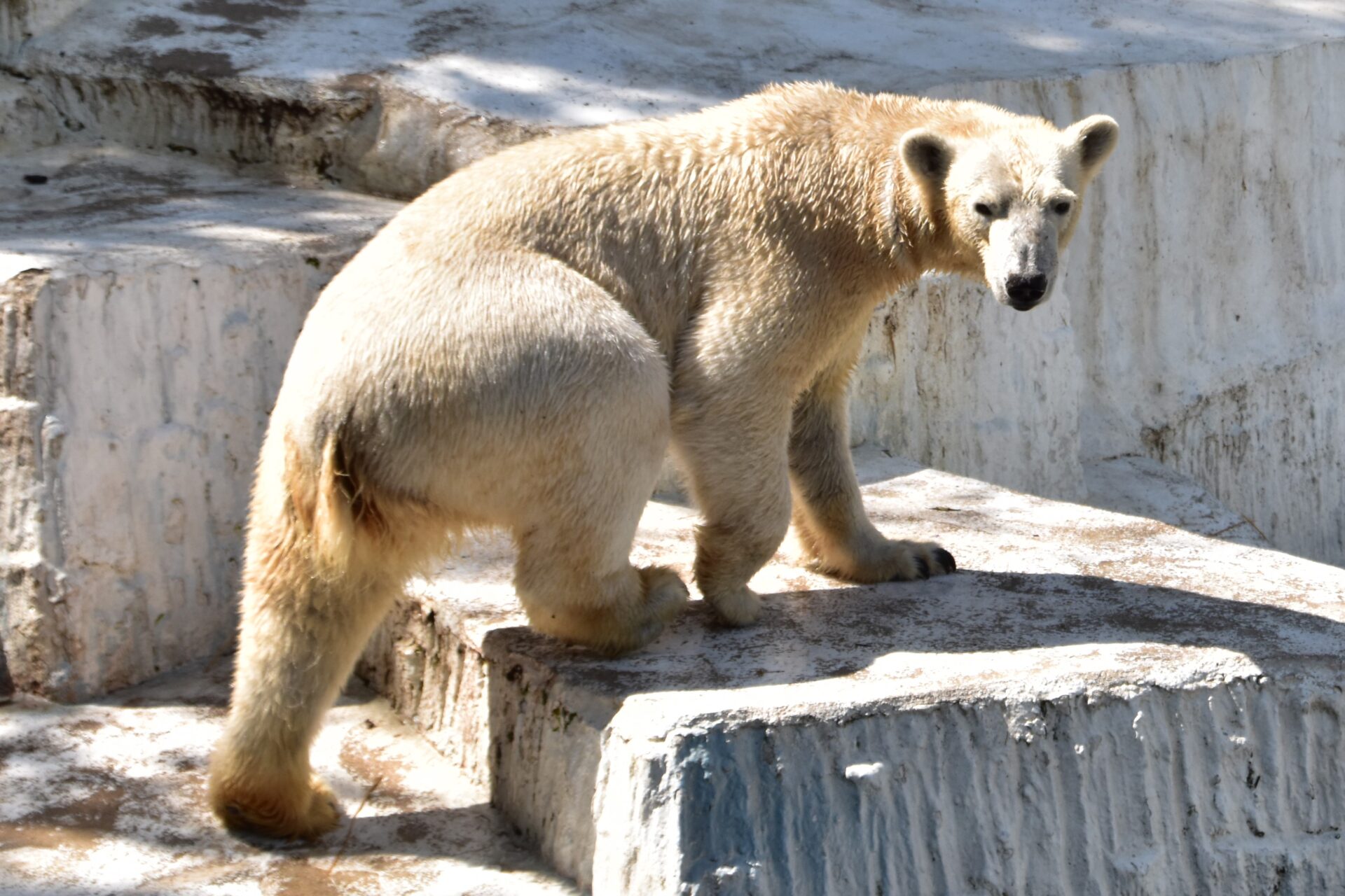 ホッキョクグマの「イッちゃん」が出園します | 地方独立行政法人天王寺動物園