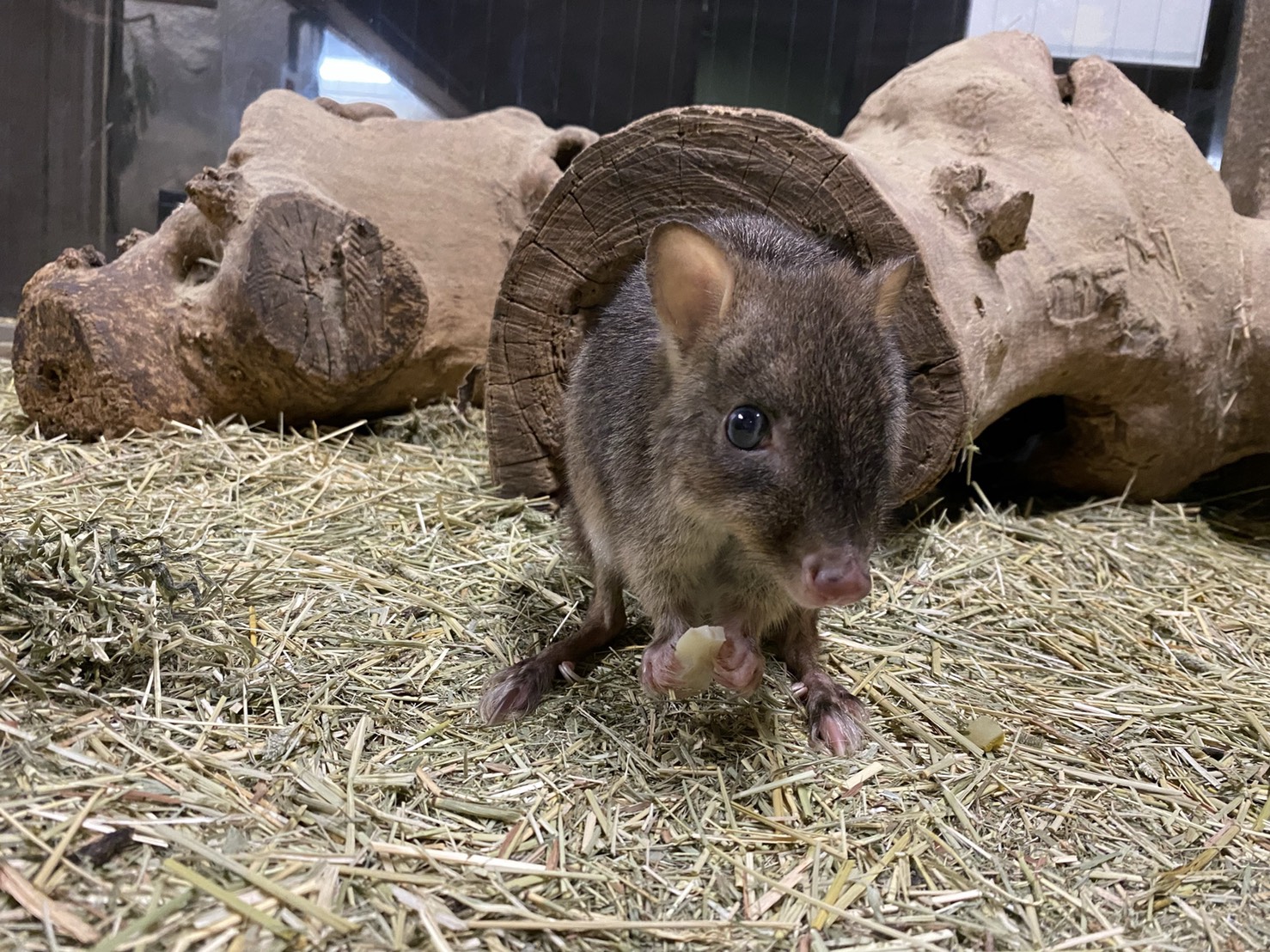 「おじいちゃんネズミカンガルー」のおはなしをします | 地方独立行政法人天王寺動物園