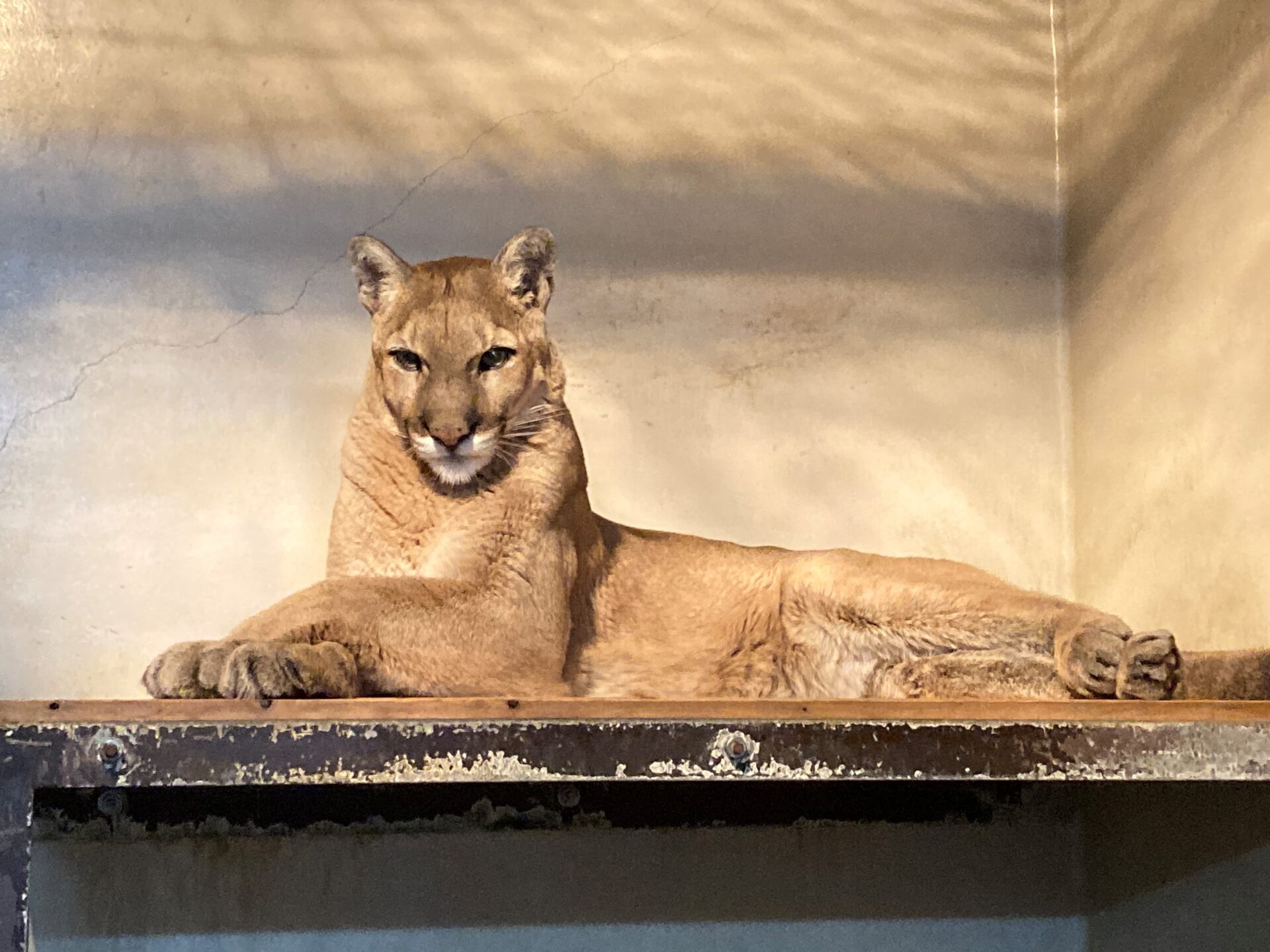 【お知らせ】ピューマのマリーについて | 地方独立行政法人天王寺動物園