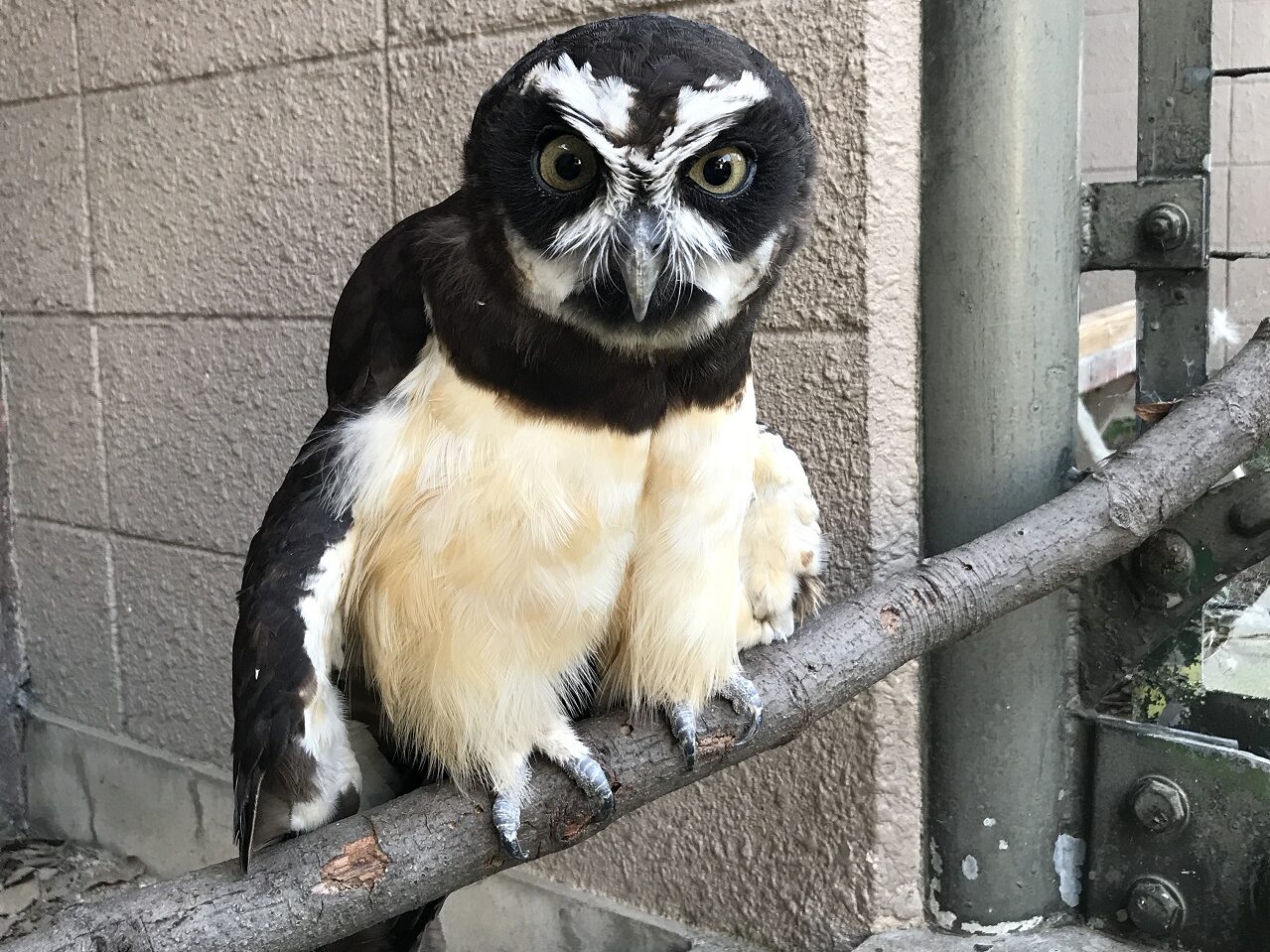 動物図鑑(メガネフクロウ) | 地方独立行政法人天王寺動物園