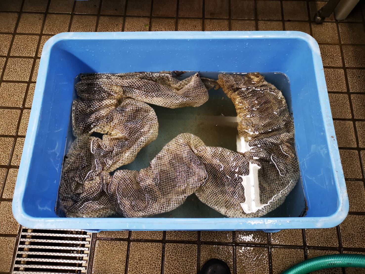 抜け殻のお洗濯 | 地方独立行政法人天王寺動物園
