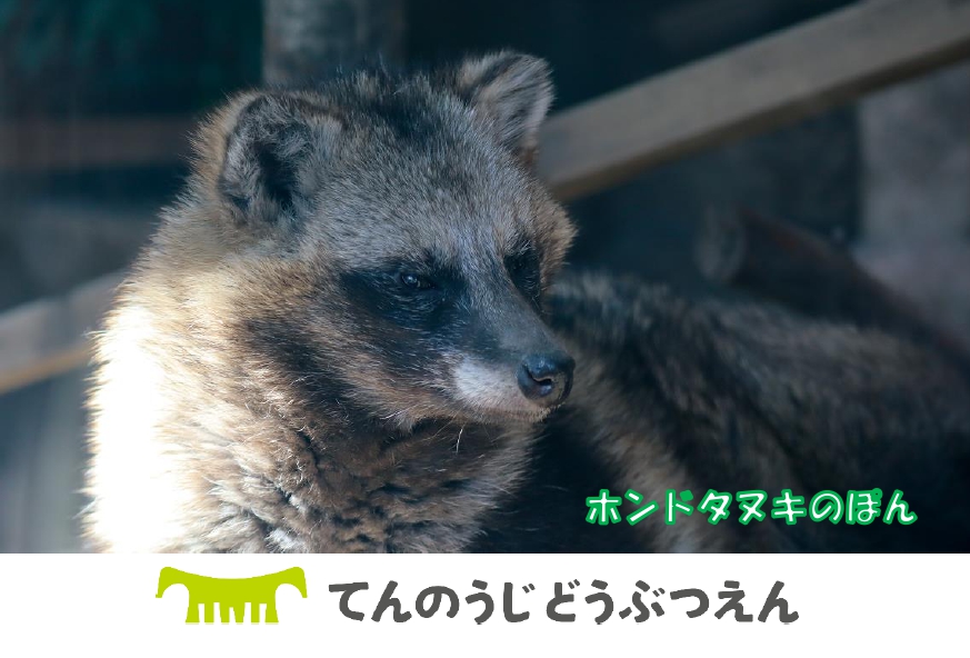 ファンクラブプチ 春の「TenZooまつり」4～6月の動物カードこちら