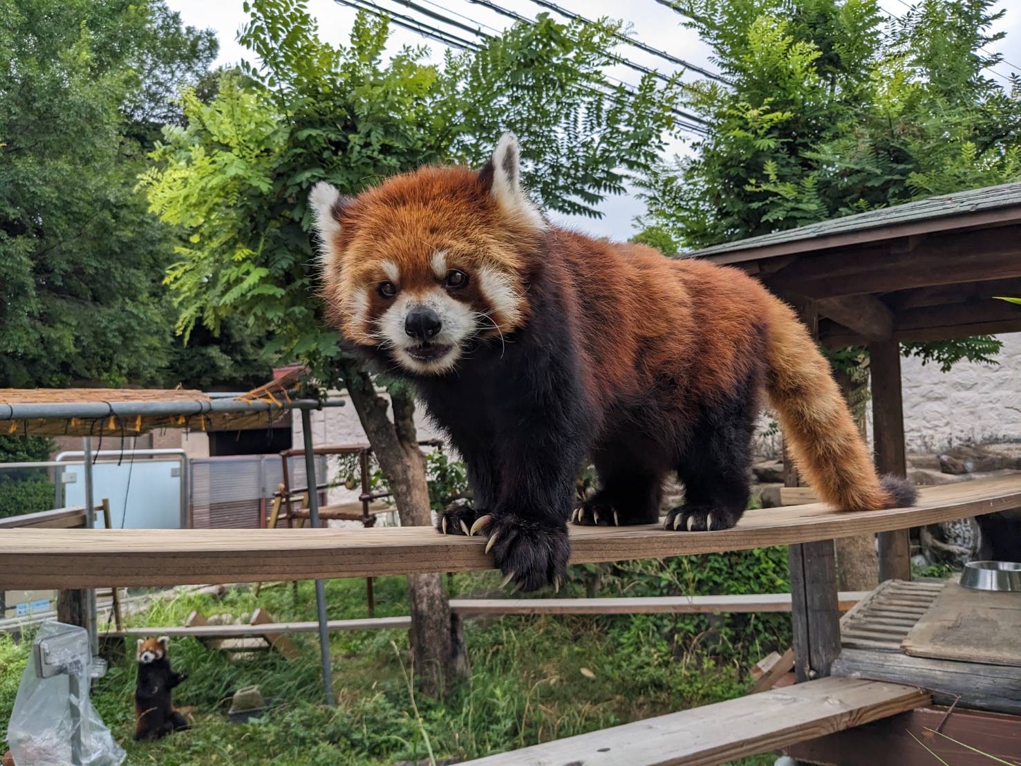 無事に年を重ねました | 地方独立行政法人天王寺動物園