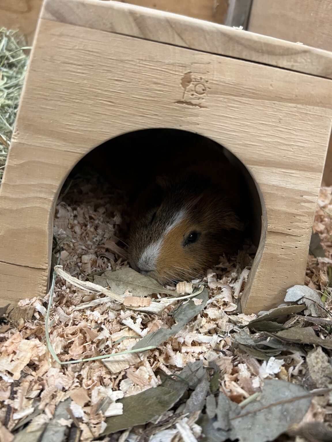 テンジクネズミのルームツアー その2 地方独立行政法人天王寺動物園